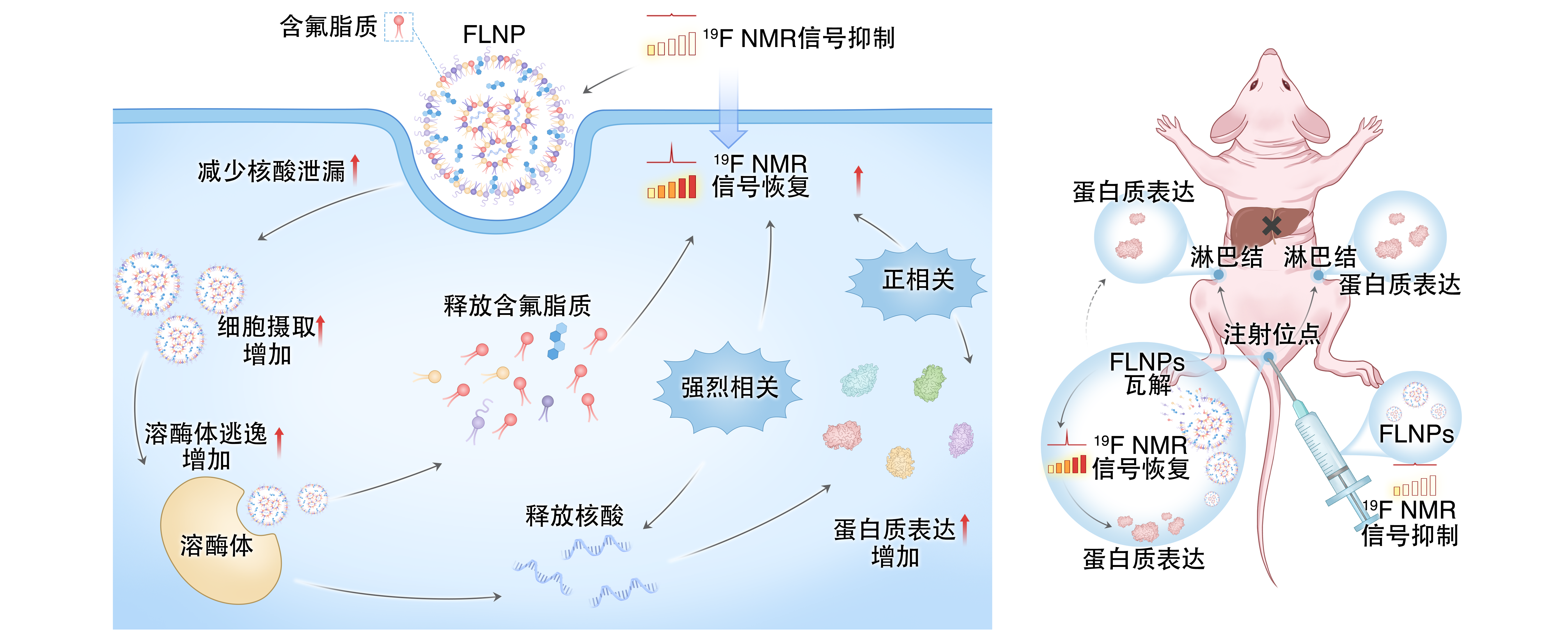 让 mRNA 在体内“看得见” PA视讯国际在mRNA疫苗递送研究方面取得重要进展